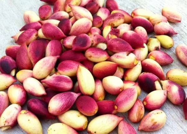 خرید پسته تازه با پوست + قیمت فروش استثنایی